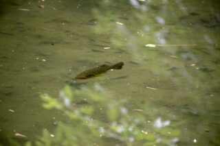 バス釣りの為になる話